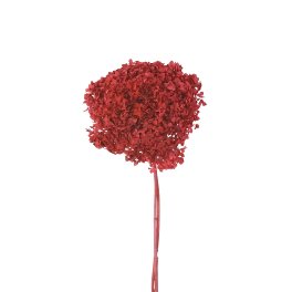Hortensie Conservată Roșie – Decor Floral Natural Stabilizat - imagine 2